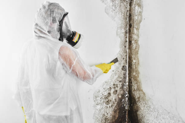 Mold Odor Removal Services in Cave Spring, VA